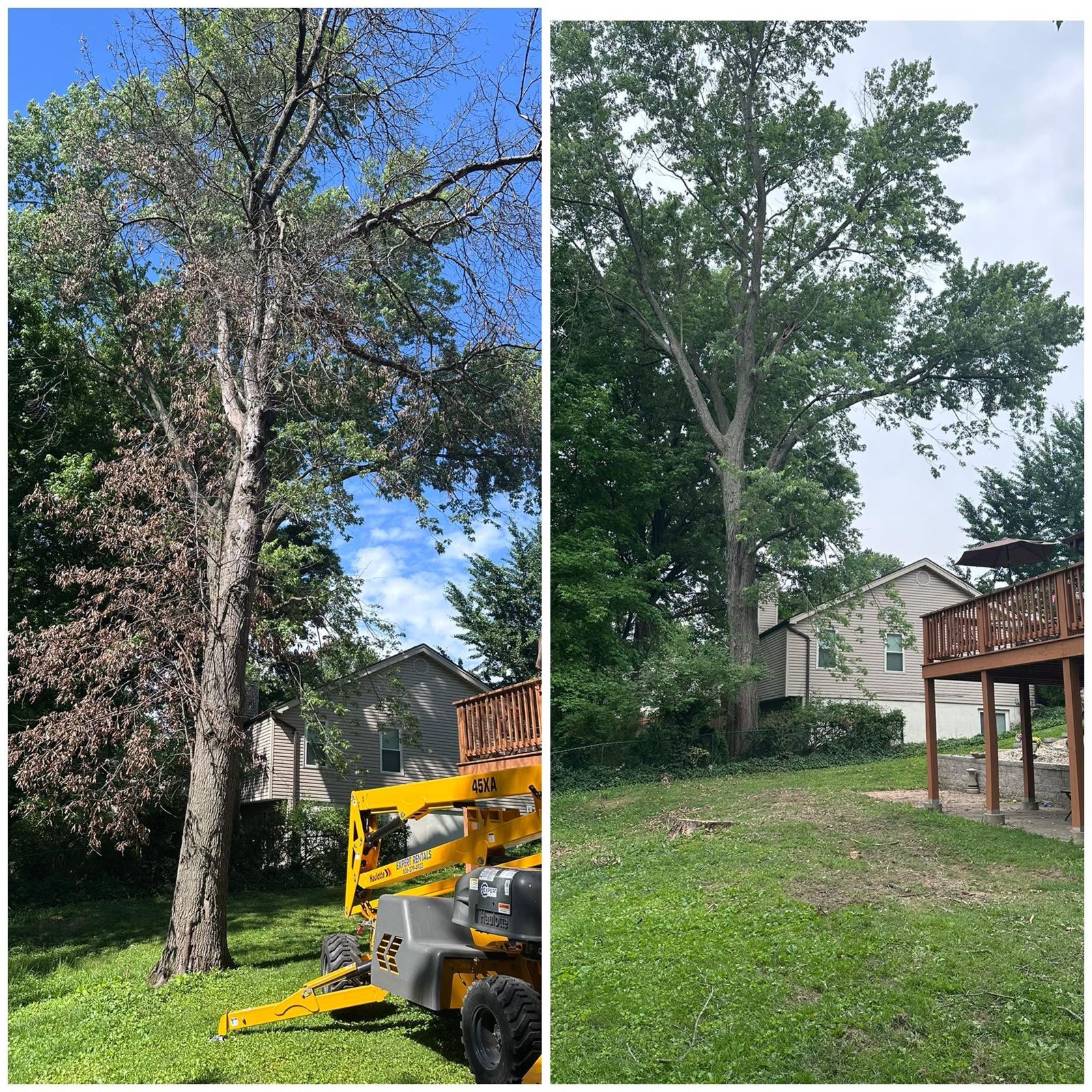 Dead ash tree removal before and after in St. Louis County MO