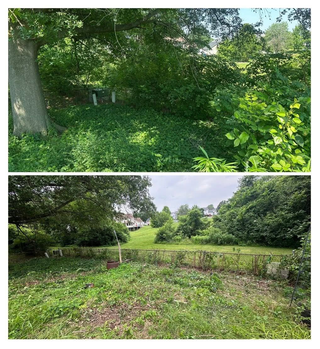 Overgrown lot land clearing before and after in St. Louis County MO