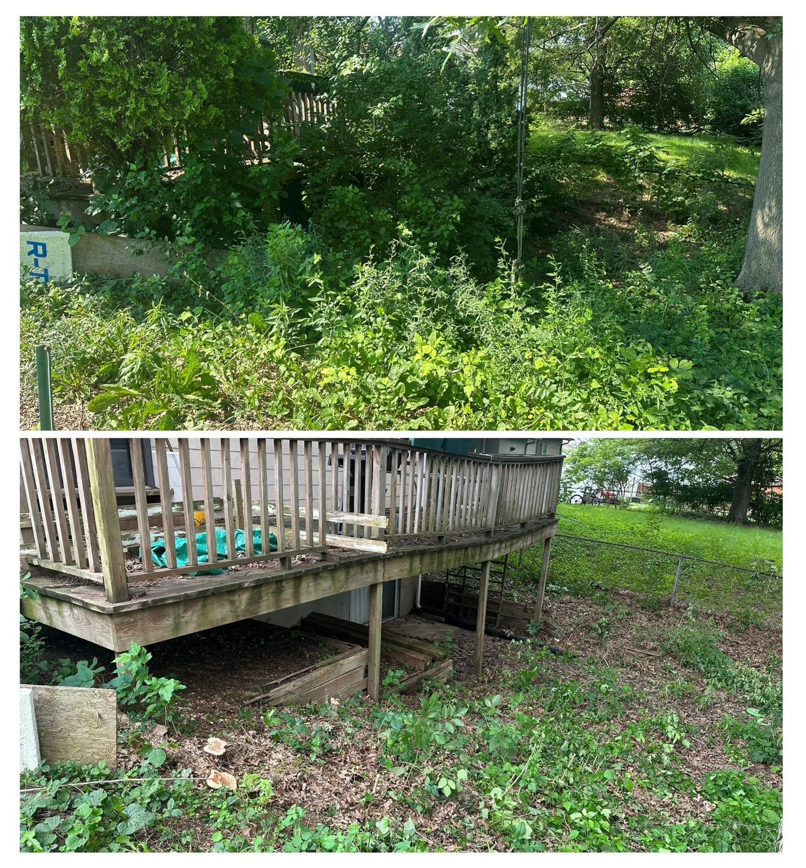 Overgrowth and brush removal before and after near a deck in St. Charles County MO