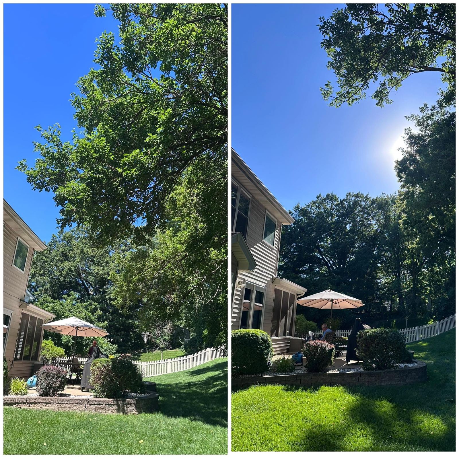 Tree pruning and trimming before and after in a St. Louis County MO backyard