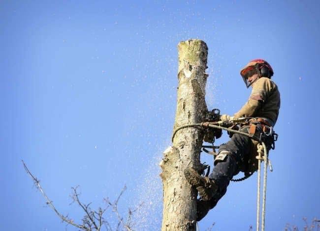 Garrett's Property Solutions owner performing professional tree work